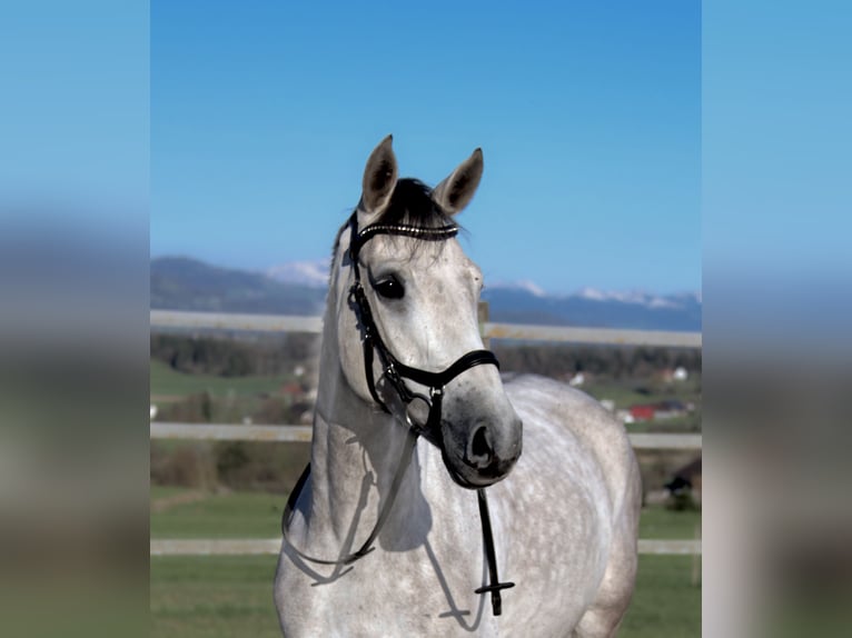 Zangersheider Gelding 7 years 16,1 hh Grey in Egg b. Zürich