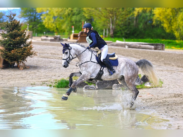 Zangersheider Gelding 7 years 16,1 hh Grey in Egg b. Zürich