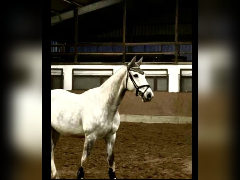Zangersheider Gelding 7 years 16,1 hh in Haldensleben