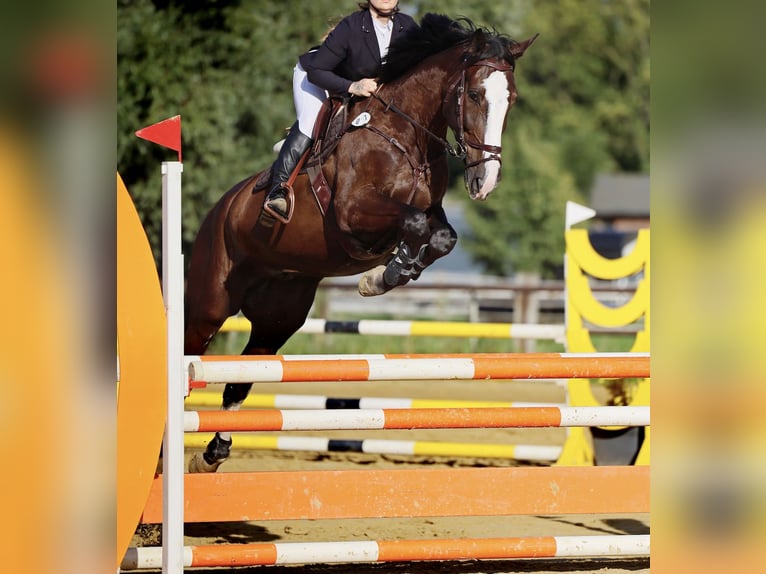 Zangersheider Gelding 7 years 16,2 hh Bay-Dark in Berlin
