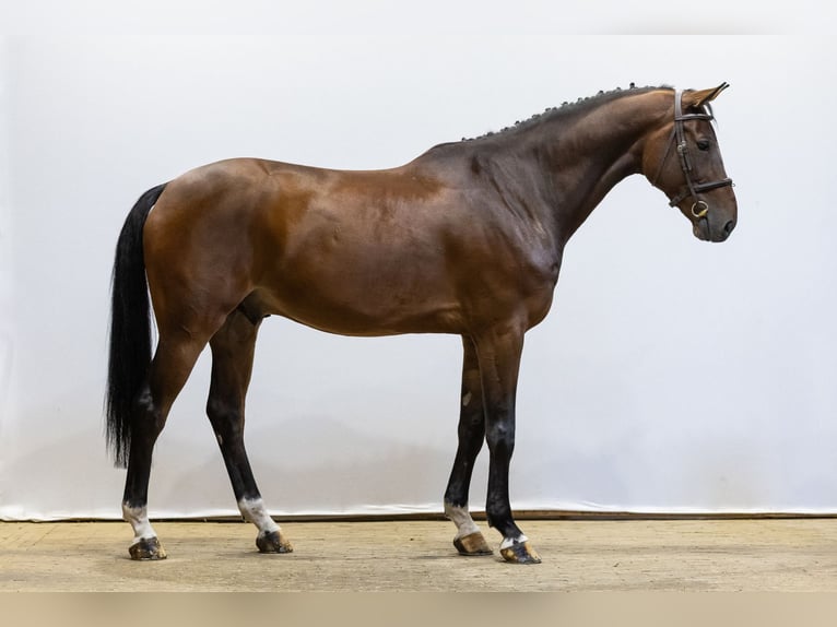 Zangersheider Gelding 7 years 16,2 hh Bay-Dark in Waddinxveen