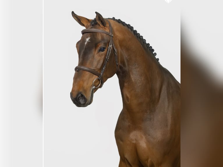 Zangersheider Gelding 7 years 16,2 hh Bay-Dark in Waddinxveen