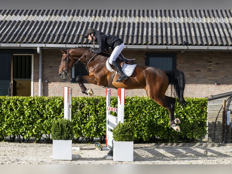 Zangersheider Gelding 7 years 16,2 hh Bay-Dark in Waddinxveen