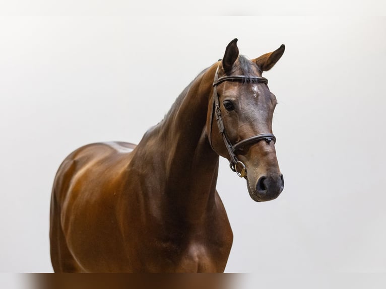 Zangersheider Gelding 7 years 16,2 hh Bay-Dark in Waddinxveen