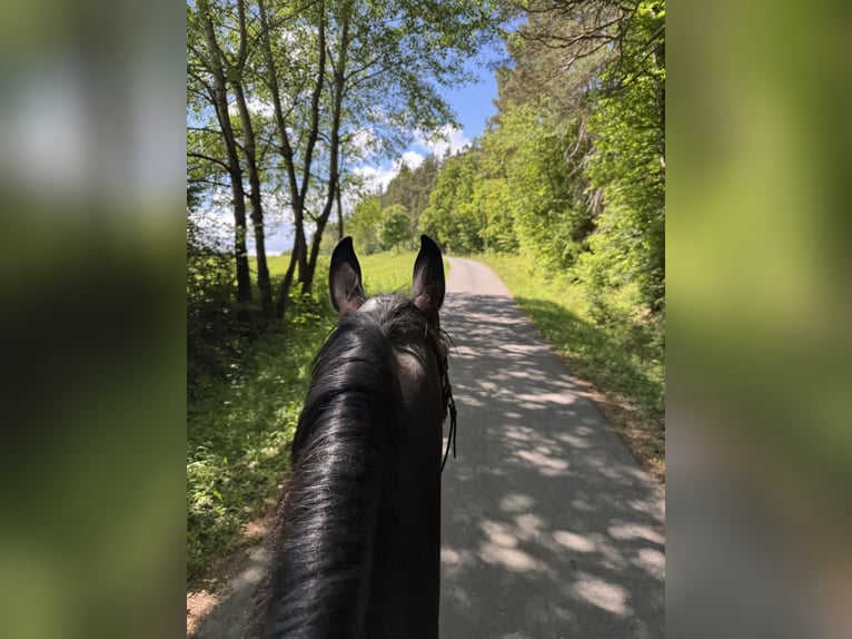 Zangersheider Gelding 7 years 16,2 hh Brown in Rh&#xF6;nblick