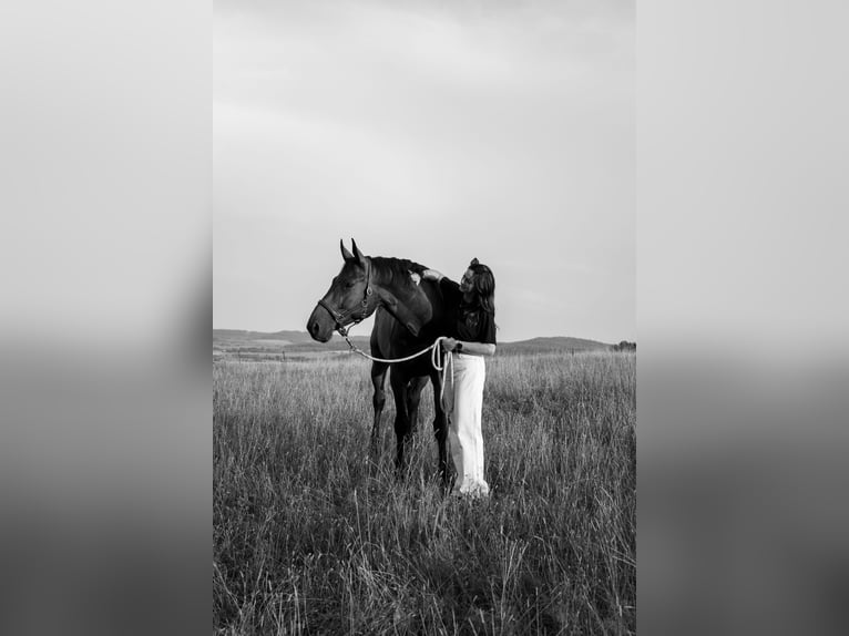 Zangersheider Gelding 7 years 16,2 hh Brown in Rh&#xF6;nblick