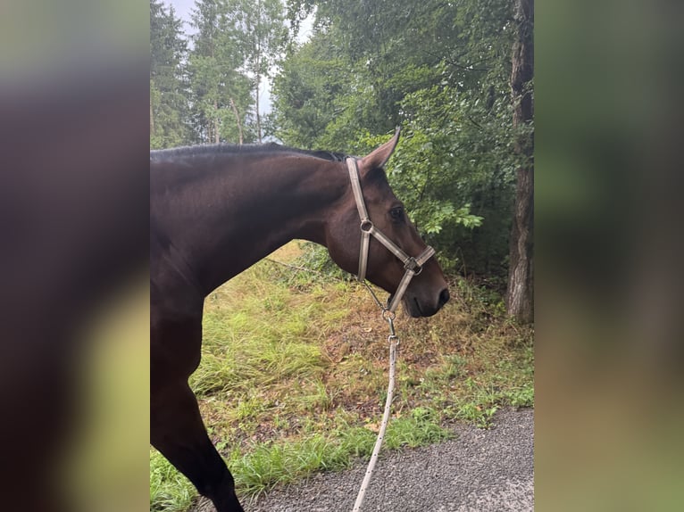 Zangersheider Gelding 7 years 16,2 hh Brown in Rh&#xF6;nblick