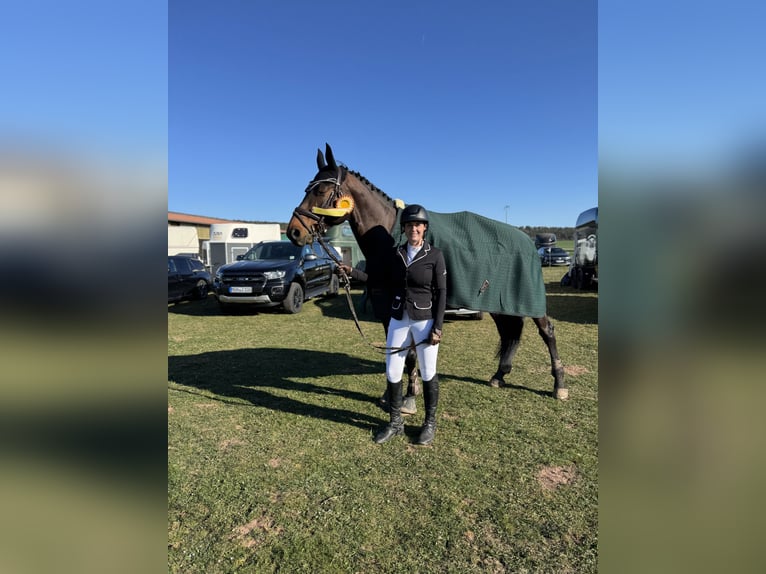 Zangersheider Gelding 7 years 16,2 hh Brown in Rh&#xF6;nblick