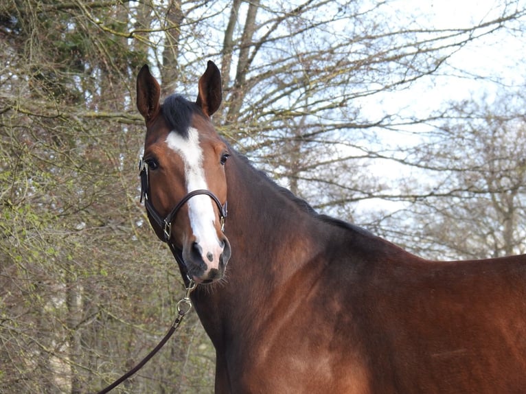 Zangersheider Gelding 7 years 16,2 hh Brown in Verl