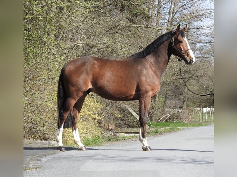 Zangersheider Gelding 7 years 16,2 hh Brown in Verl