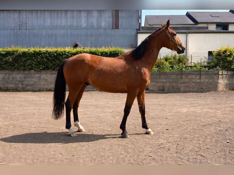 Zangersheider Gelding 7 years 16,2 hh Brown in Salm
