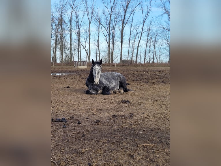 Zangersheider Mix Gelding 7 years 16,2 hh Grey-Dapple in Kolkwitz