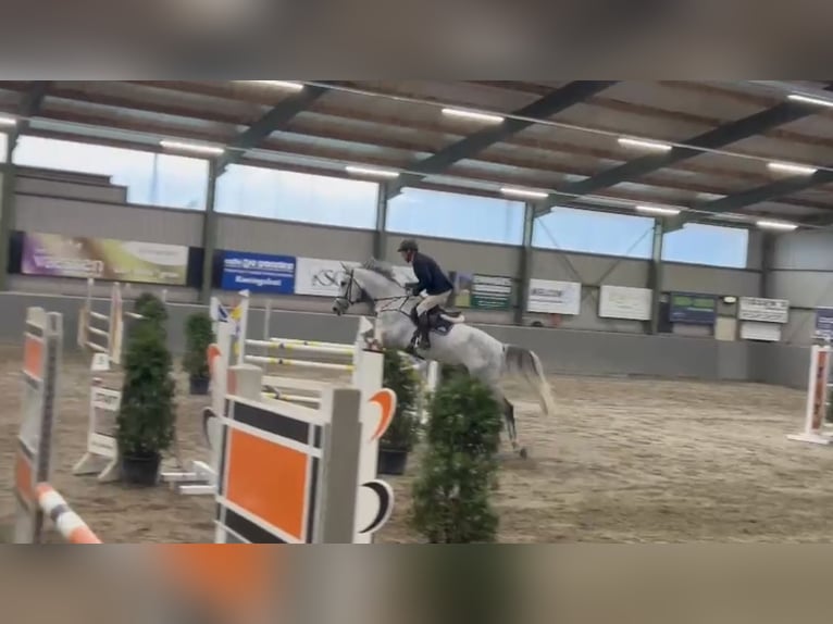 Zangersheider Gelding 7 years 16,2 hh Grey-Dapple in Schwalmtal
