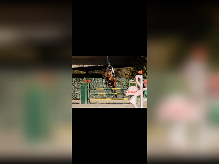 Zangersheider Gelding 7 years 16,3 hh Brown-Light in BW