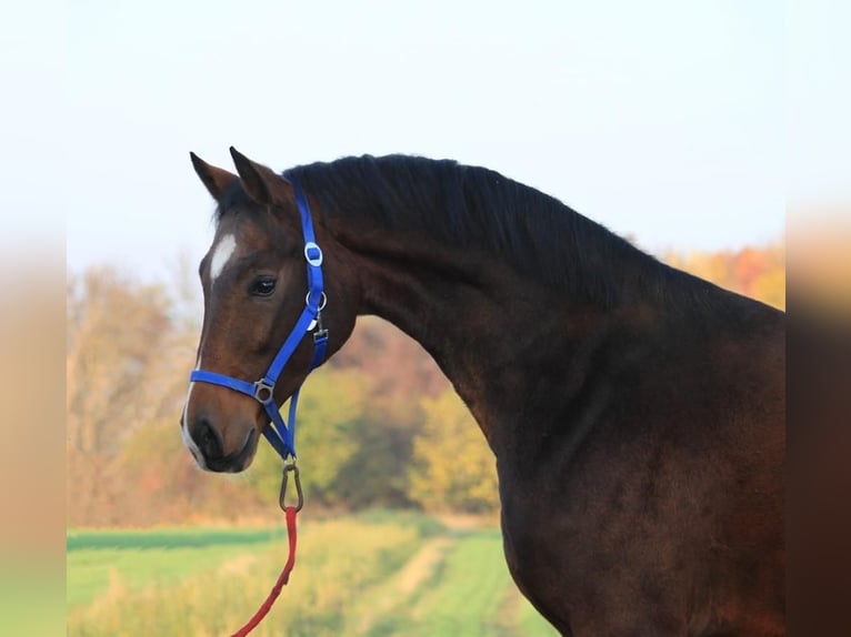 Zangersheider Gelding 7 years 16,3 hh Brown in Niedereschach
