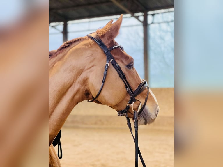 Zangersheider Gelding 7 years 16,3 hh Chestnut in Chomutov