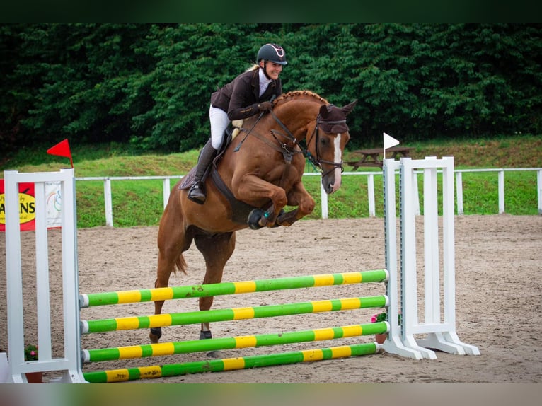 Zangersheider Gelding 7 years 16,3 hh Chestnut in Chomutov