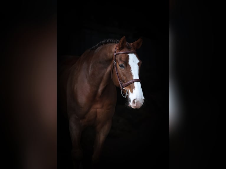 Zangersheider Gelding 7 years 16,3 hh Chestnut-Red in Lastrup