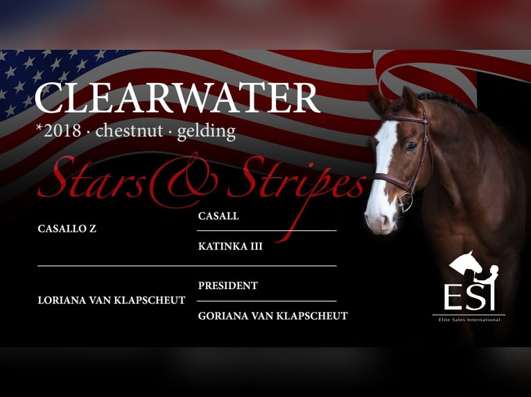 Zangersheider Gelding 7 years 16,3 hh Chestnut-Red in Lastrup