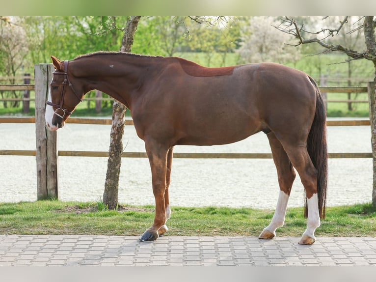 Zangersheider Gelding 7 years 16,3 hh Chestnut-Red in Lastrup