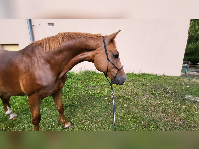 Zangersheider Gelding 7 years 16,3 hh Red Dun in Chomutov