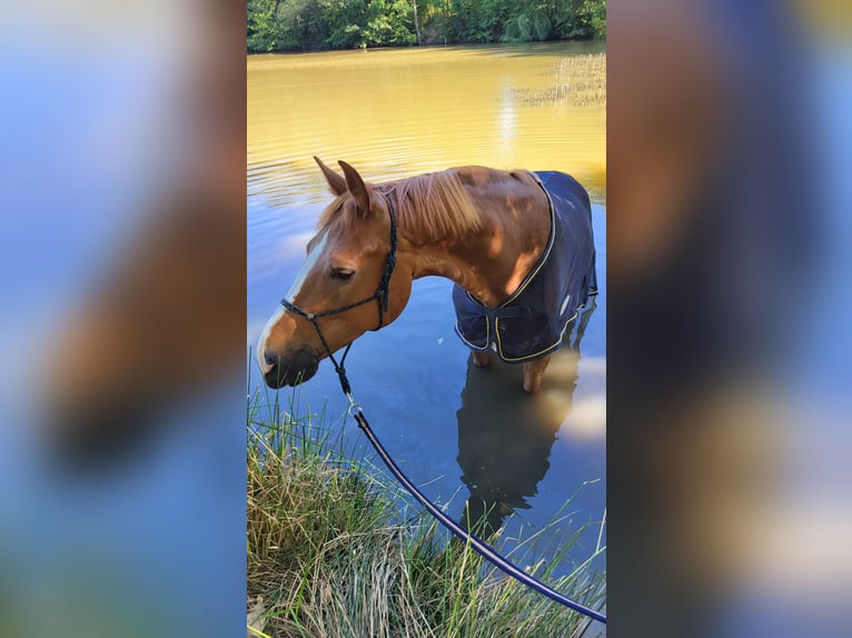 Zangersheider Gelding 7 years 16,3 hh Red Dun in Chomutov