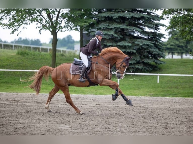 Zangersheider Gelding 7 years 16,3 hh Red Dun in Chomutov