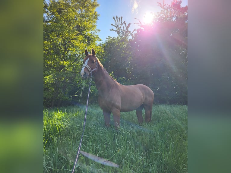 Zangersheider Gelding 7 years 16,3 hh Red Dun in Chomutov