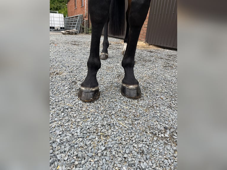Zangersheider Gelding 7 years 17.1 hh Bay-Dark in Kaulille