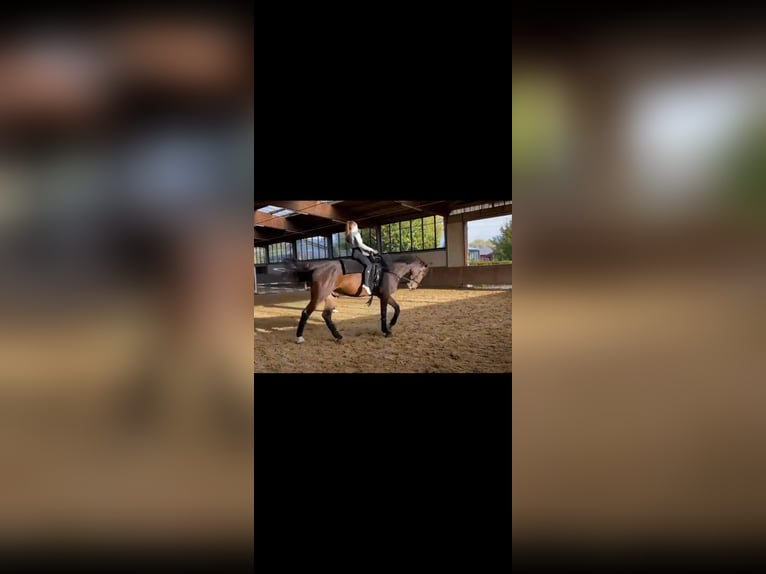 Zangersheider Gelding 7 years 17,1 hh Brown in Altenberge