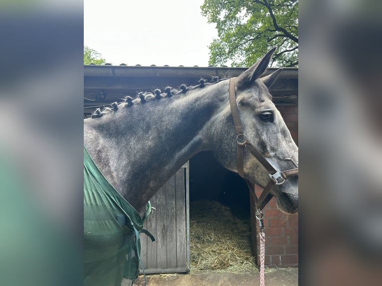 Zangersheider Gelding 7 years 17,1 hh Gray-Blue-Tan in Harsewinkel