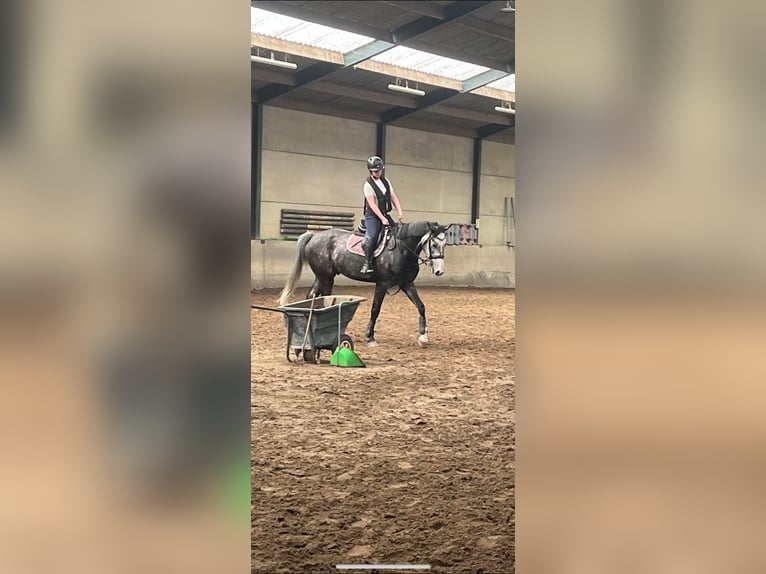 Zangersheider Gelding 7 years 17,1 hh Gray in Geraardsbergen