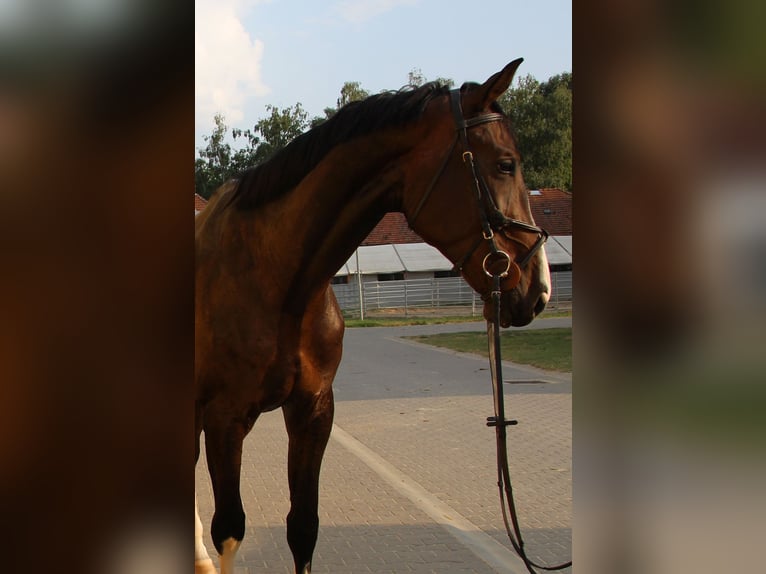 Zangersheider Gelding 7 years 17.2 hh Bay-Dark in Budapest