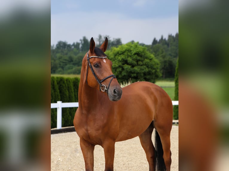 Zangersheider Gelding 7 years 17 hh Brown in Schwäbisch Hall