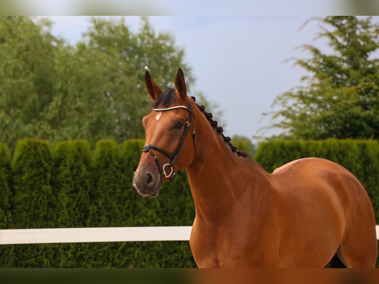 Zangersheider Gelding 7 years 17 hh Brown in Schwäbisch Hall