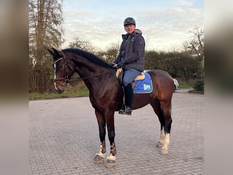 Zangersheider Gelding 7 years 17 hh Brown in Pfaffenhofen Weiler