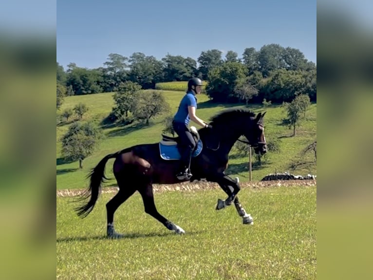 Zangersheider Gelding 7 years 17 hh Brown in Pfaffenhofen Weiler