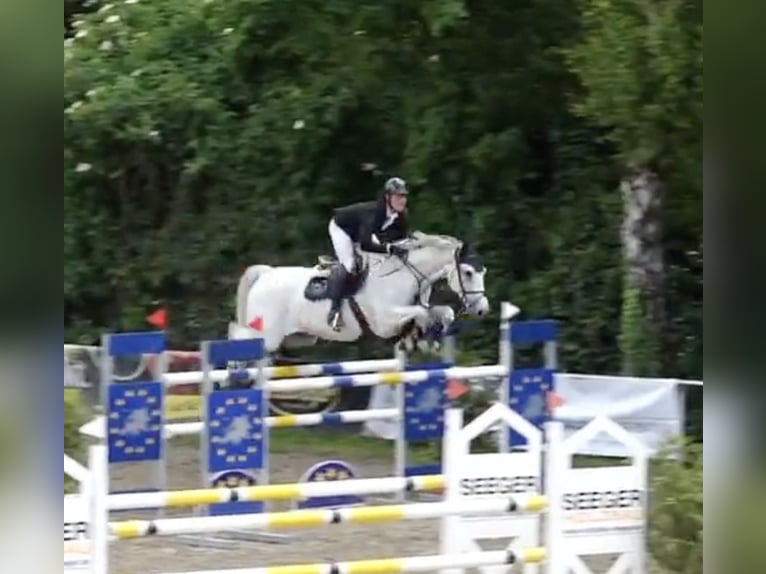 Zangersheider Gelding 7 years 17 hh Gray in Walldorf