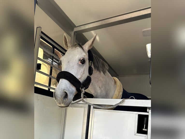 Zangersheider Gelding 7 years 17 hh Gray in Walldorf