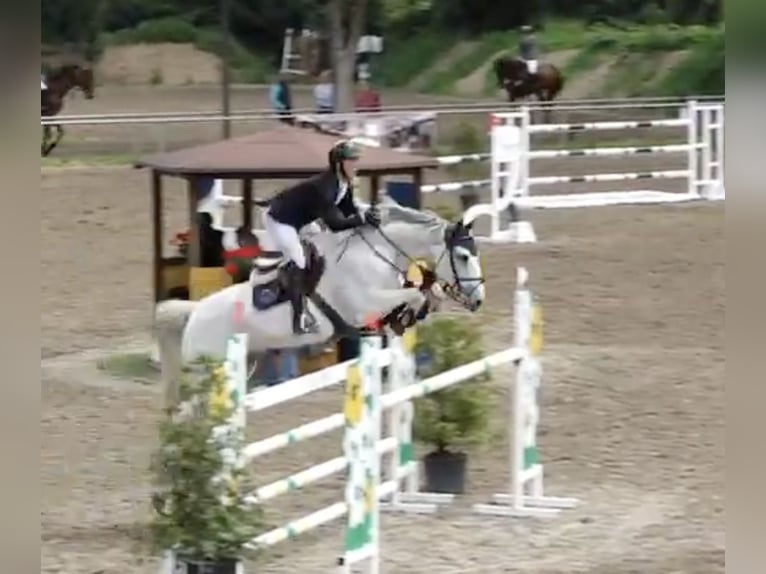Zangersheider Gelding 7 years 17 hh Gray in Walldorf