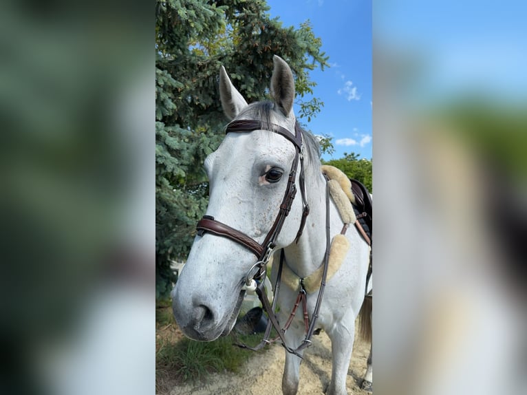 Zangersheider Gelding 7 years 17 hh Gray in Walldorf