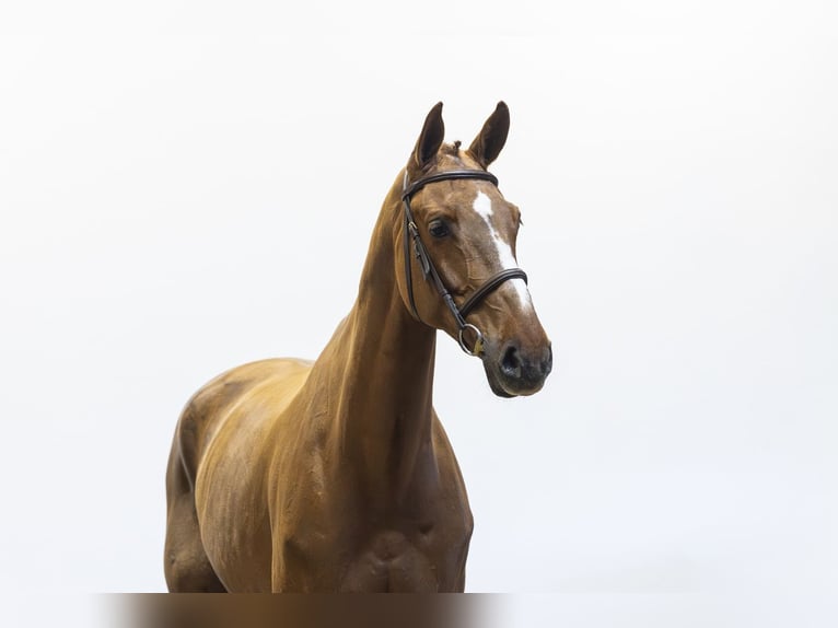 Zangersheider Gelding 7 years 17 hh  in Waddinxveen