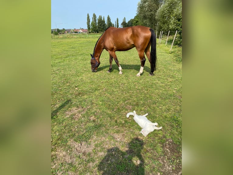 Zangersheider Gelding 7 years 17,1 hh Brown-Light in Aalter