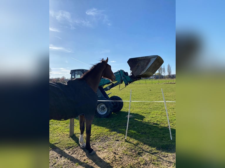 Zangersheider Gelding 7 years 17,1 hh Brown-Light in Aalter
