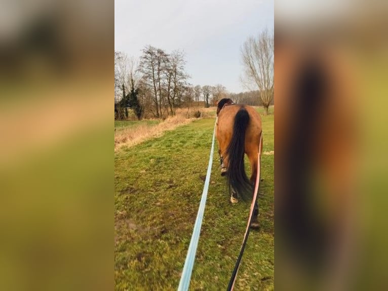 Zangersheider Gelding 7 years 17,1 hh Brown-Light in Aalter