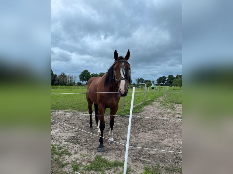 Zangersheider Gelding 7 years 17,1 hh Brown-Light in Aalter
