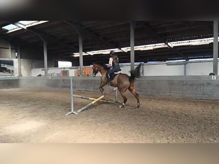 Zangersheider Gelding 7 years 17,1 hh Brown-Light in Aalter