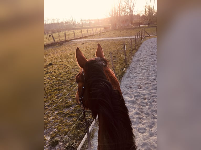 Zangersheider Gelding 7 years 17,1 hh Brown-Light in Aalter