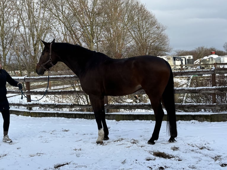 Zangersheider Gelding 7 years 17,3 hh Bay-Dark in Grevenbroich
