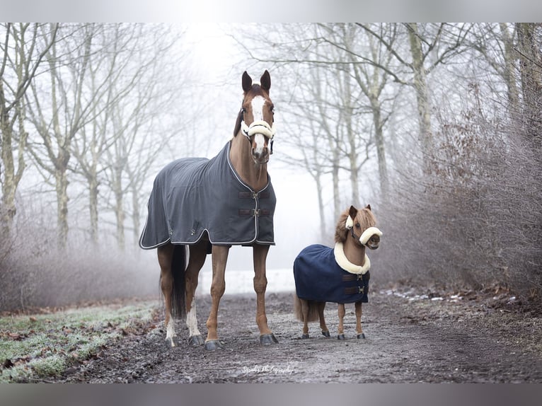 Zangersheider Gelding 7 years 18 hh Chestnut-Red in Bergkamen